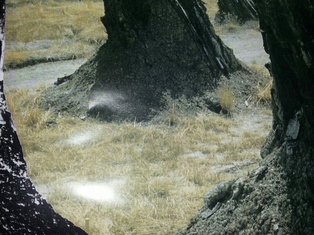 Acquasparta旅游景点-Foresta Fossile