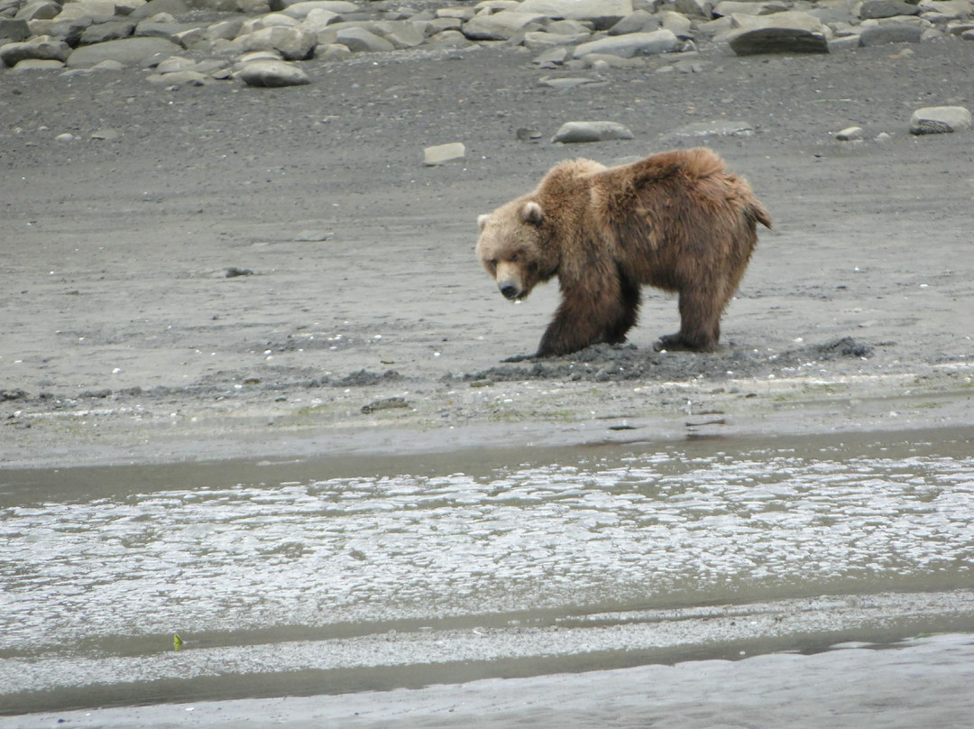 Alaska Bear Adventures-荷马必去景点