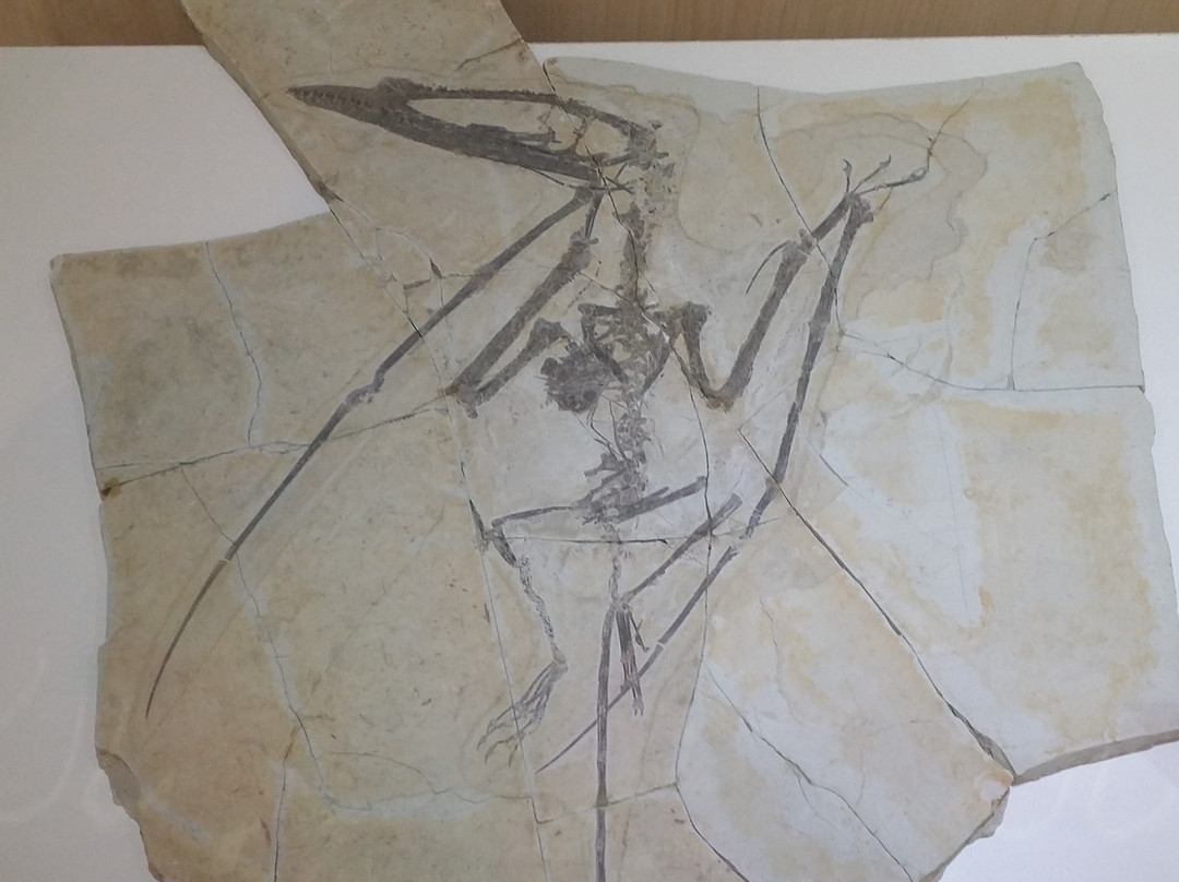 朝阳鸟化石国家地质公园-朝阳市必去景点