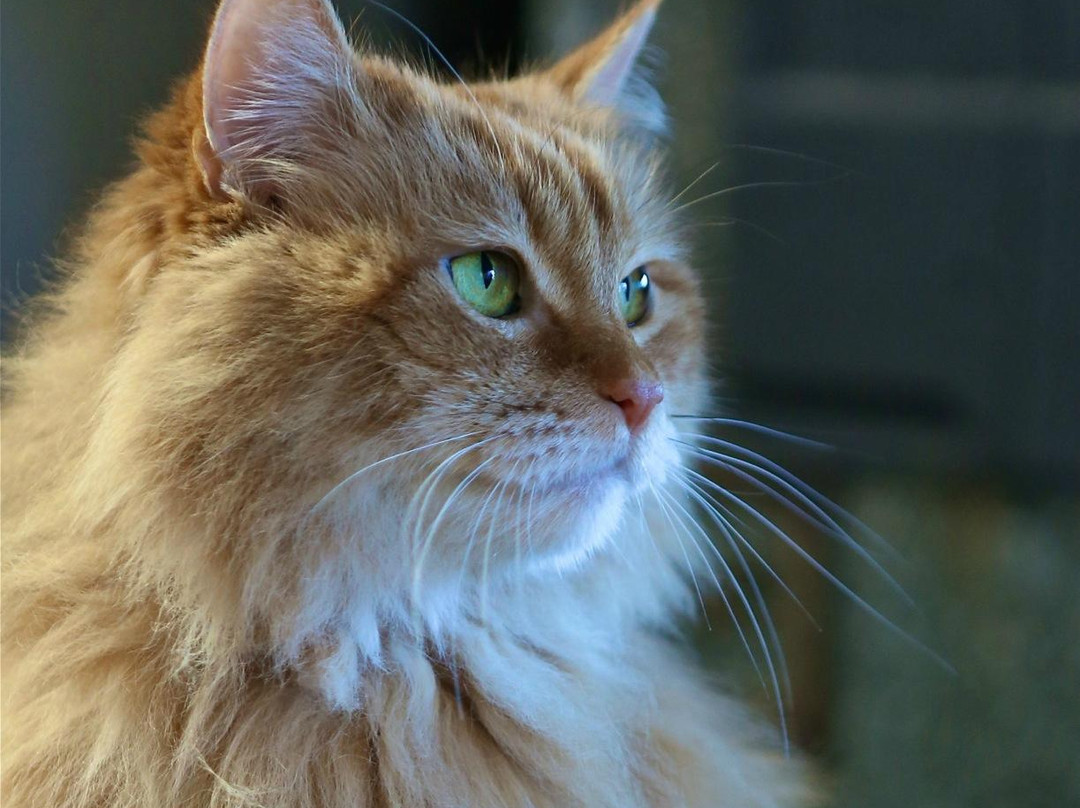 Moms Country Orchards-Oak Glen必去景点