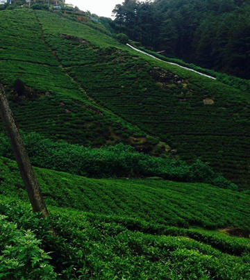 Lanka Tour Host-科伦坡必去景点
