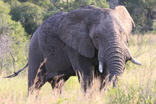 Ama-Zing African Safaris-玛洛斯帕克必去景点