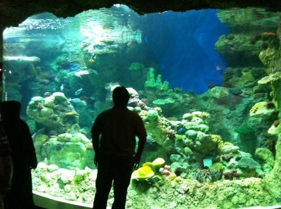 Fakieh Aquarium-吉达必去景点