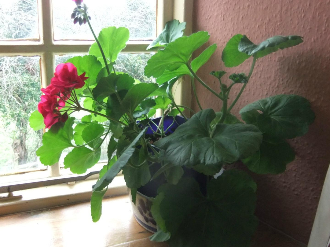 Botany Farm House主图
