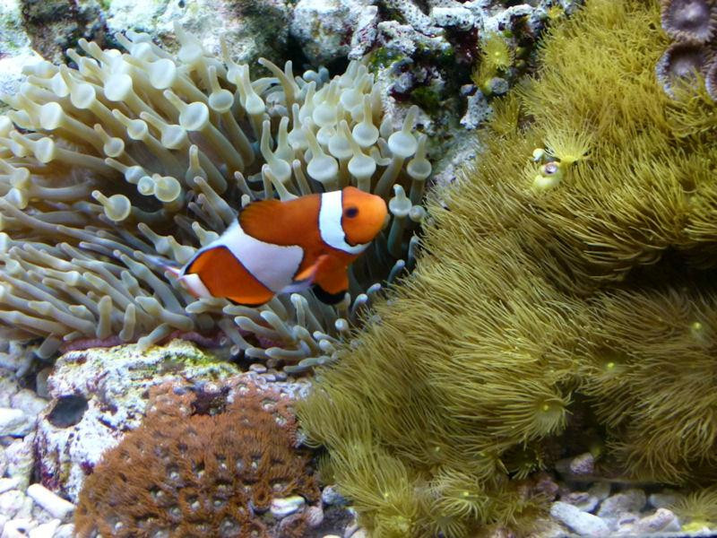 凯莉-塔尔敦海洋生物水族馆景点图片