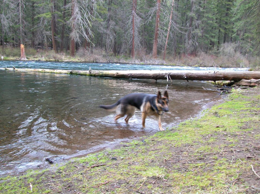 Metolius River景点图片