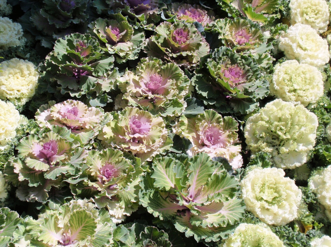 Saramsa Garden-甘托克必去景点