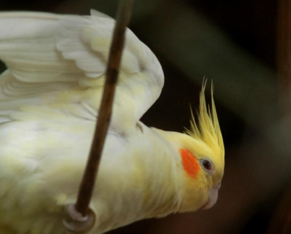 Panagbenga Park-碧瑶必去景点