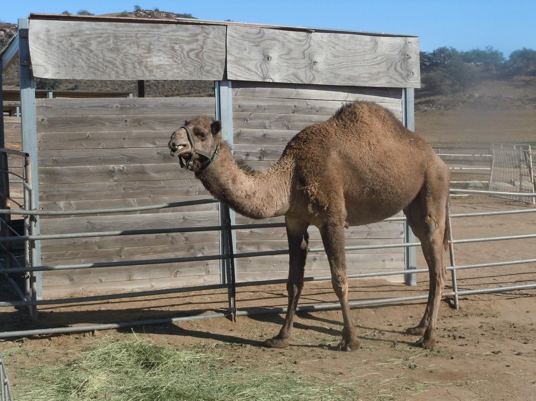 Oasis Camel Dairy景点图片