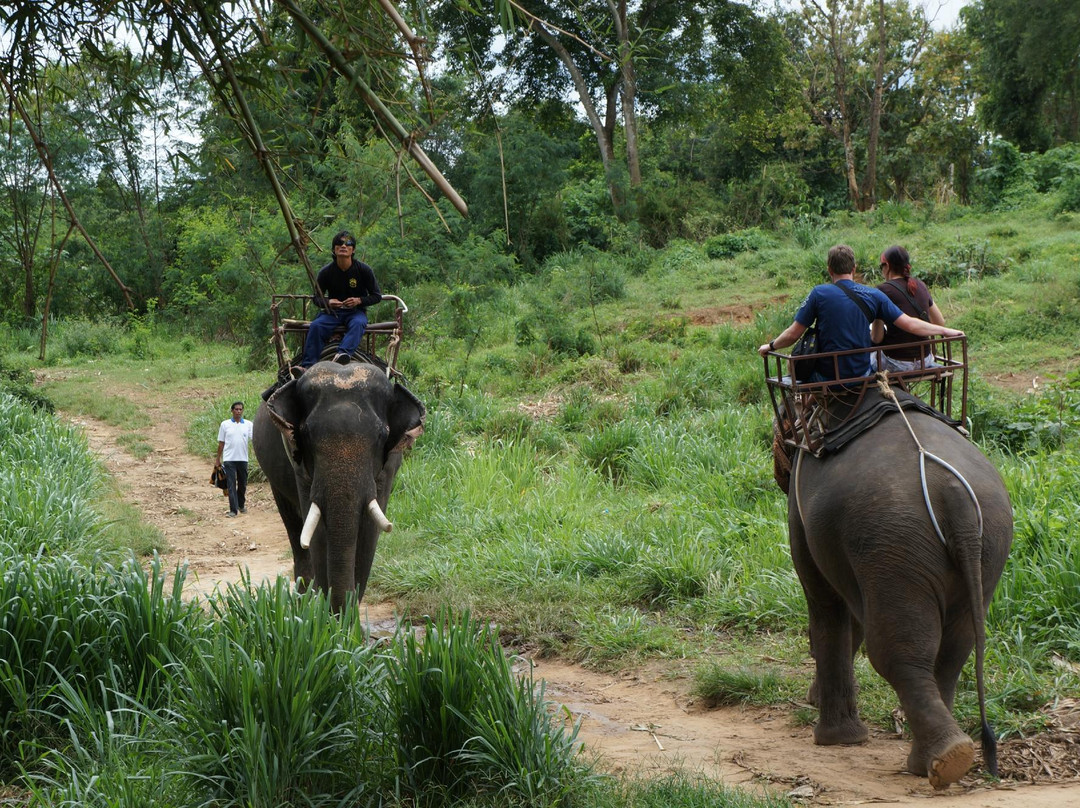 Saiyok Elephant Park景点图片