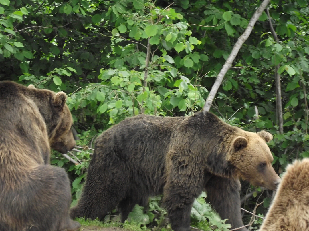 Libearty Bear Sanctuary Zarnesti景点图片