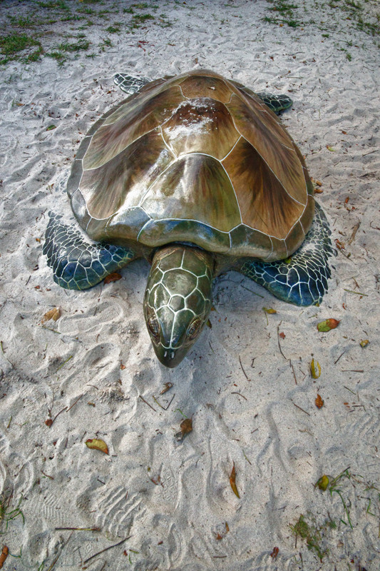 Gumbo Limbo Nature Center-博卡拉顿必去景点