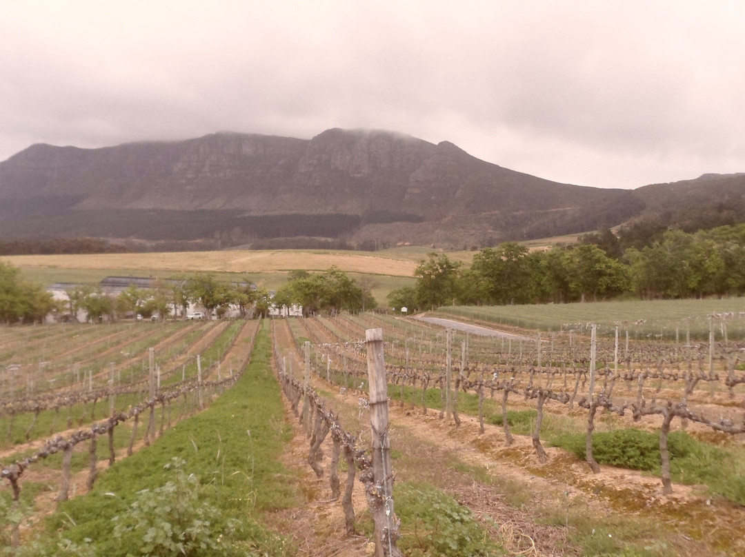 Groot Constantia-康士坦提亚必去景点
