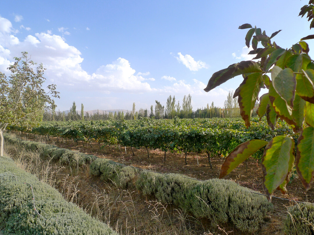 Massaya Winery景点图片