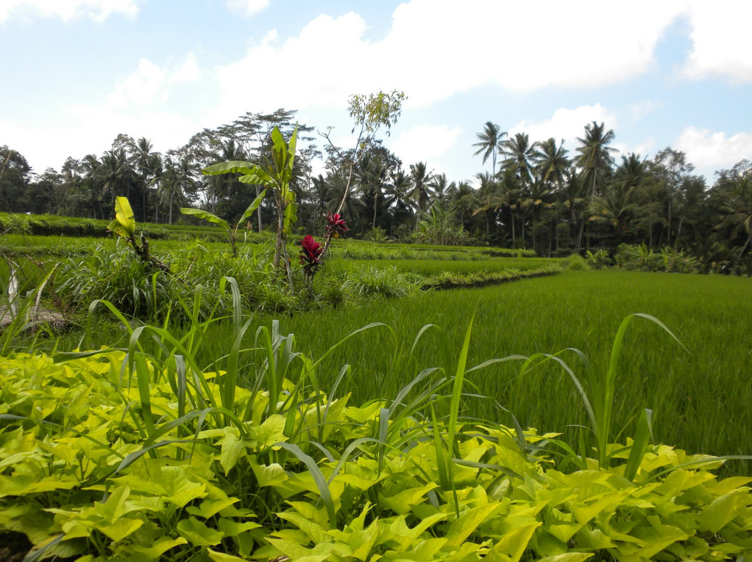Bali 2000 Cycling - Day Tours景点图片