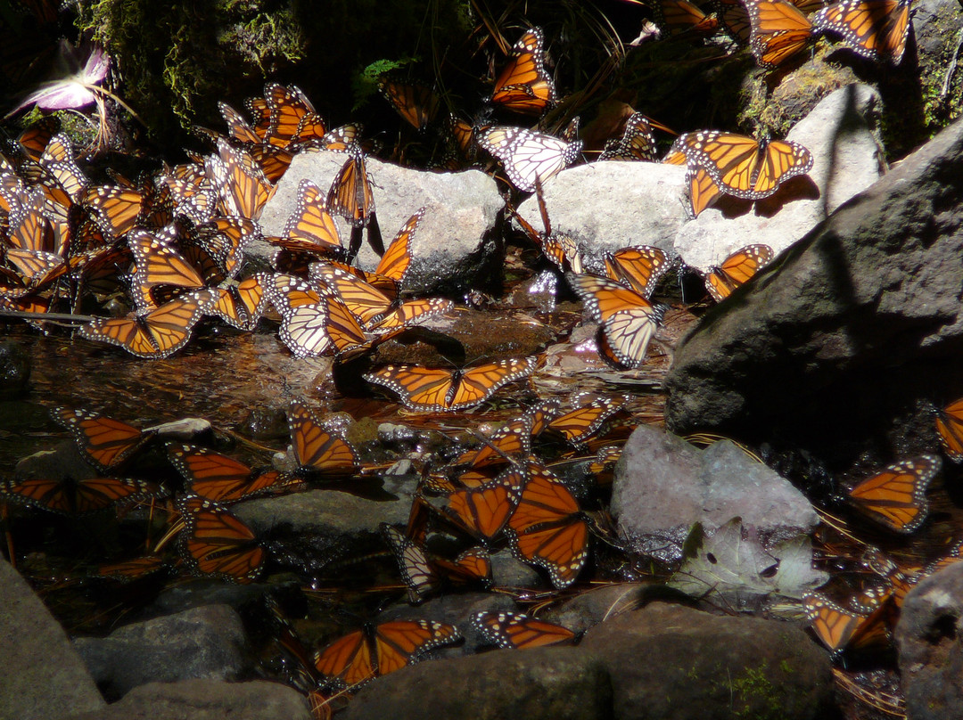 Sierra Chincua Butterfly Sanctuary景点图片