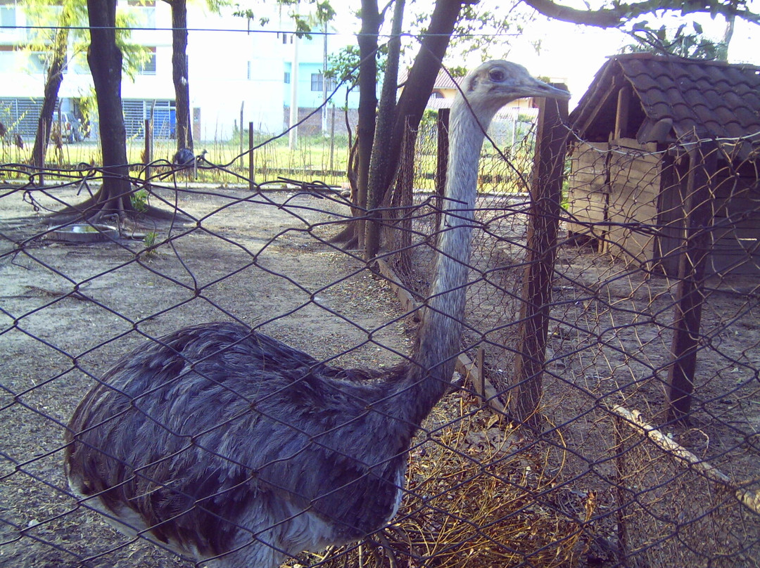 Zoológico Municipal de Fauna Sudamericana Noel Kempff Mercado-圣克鲁斯省必去景点