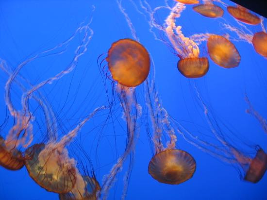 蒙特利湾水族馆-蒙特雷必去景点