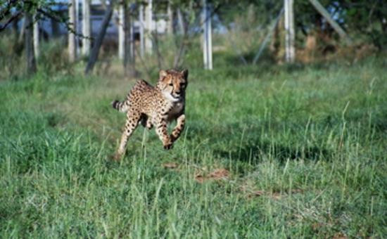 Cheetah Conservation Fund-奥奇瓦龙戈必去景点