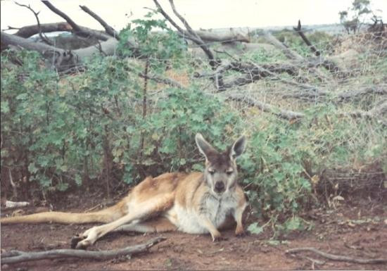 Quairading旅游攻略图片