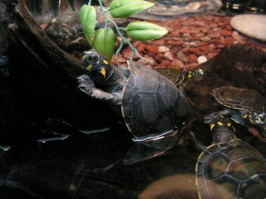 上海海洋水族馆-上海市必去景点