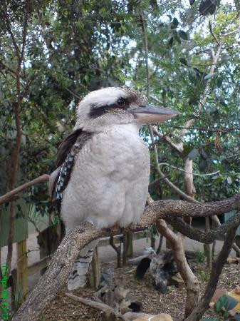 Featherdale Sydney Wildlife Park景点图片