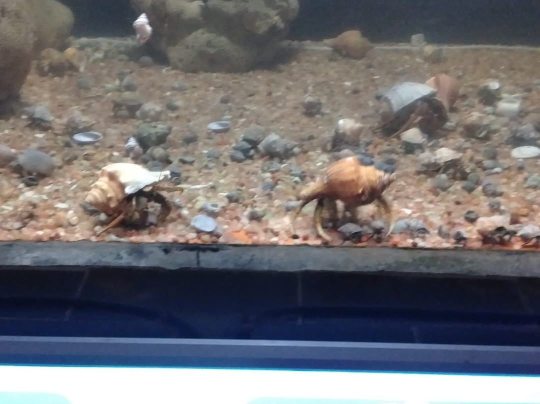 Marine Aquarium景点图片