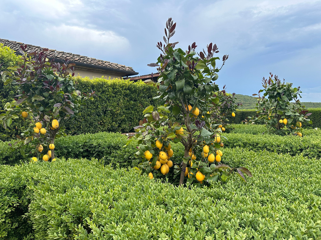 Castiglion del Bosco Winery景点图片