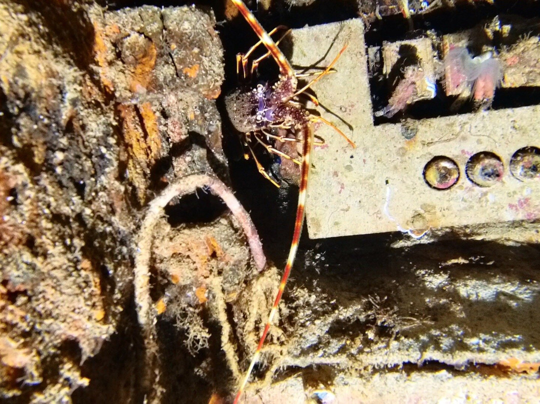 Orangeshark Diving Centre-梅雷赫必去景点