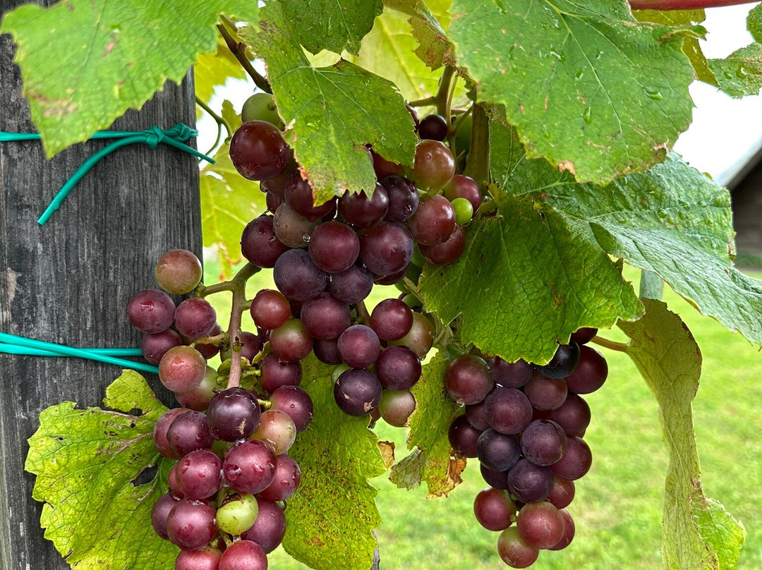 Vina Frešer (Frešer Vineyards)景点图片