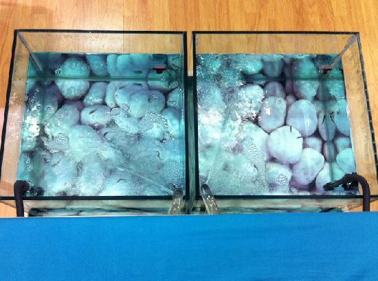 Dr. Nibbles - Fish Pedicure Spa-利物浦必去景点