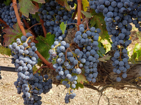 Santa Barbara Wine Country Cycling Tours-索尔万必去景点