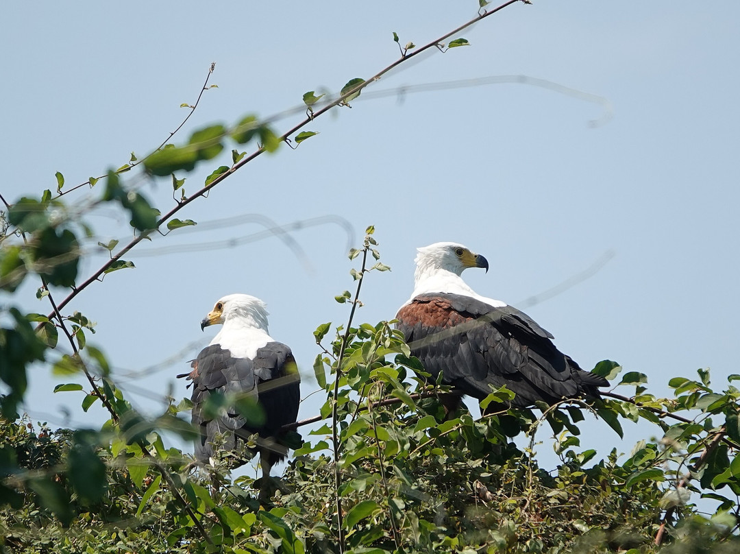 Pumulani Lodge - Robin Pope Safaris主图
