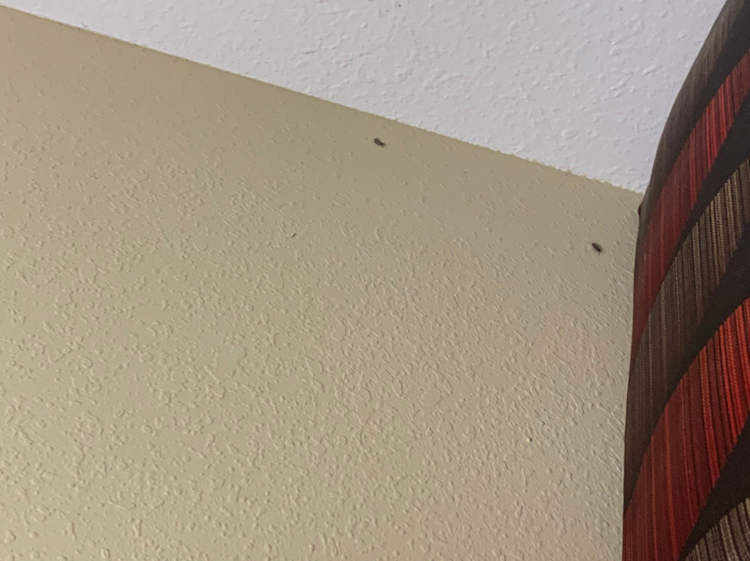 Hampton Inn Ottumwa主图