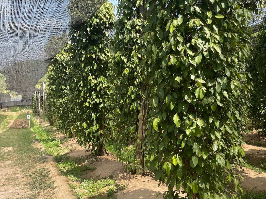 La Plantation景点图片