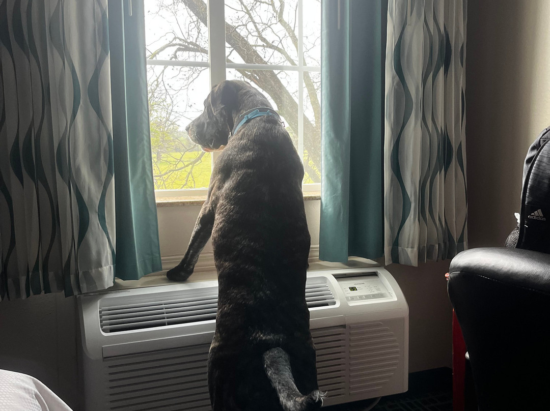 La Quinta Inn & Suites by Wyndham Lindale主图