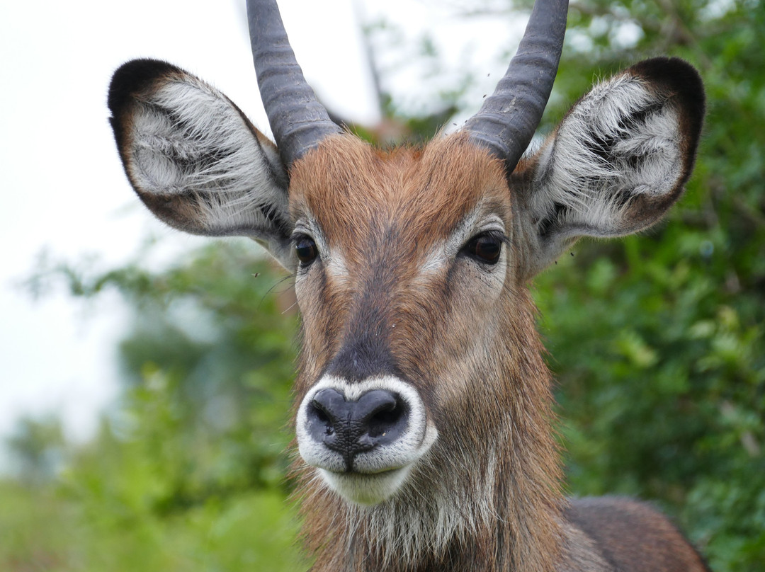 Apes Booking Vacations-坎帕拉必去景点