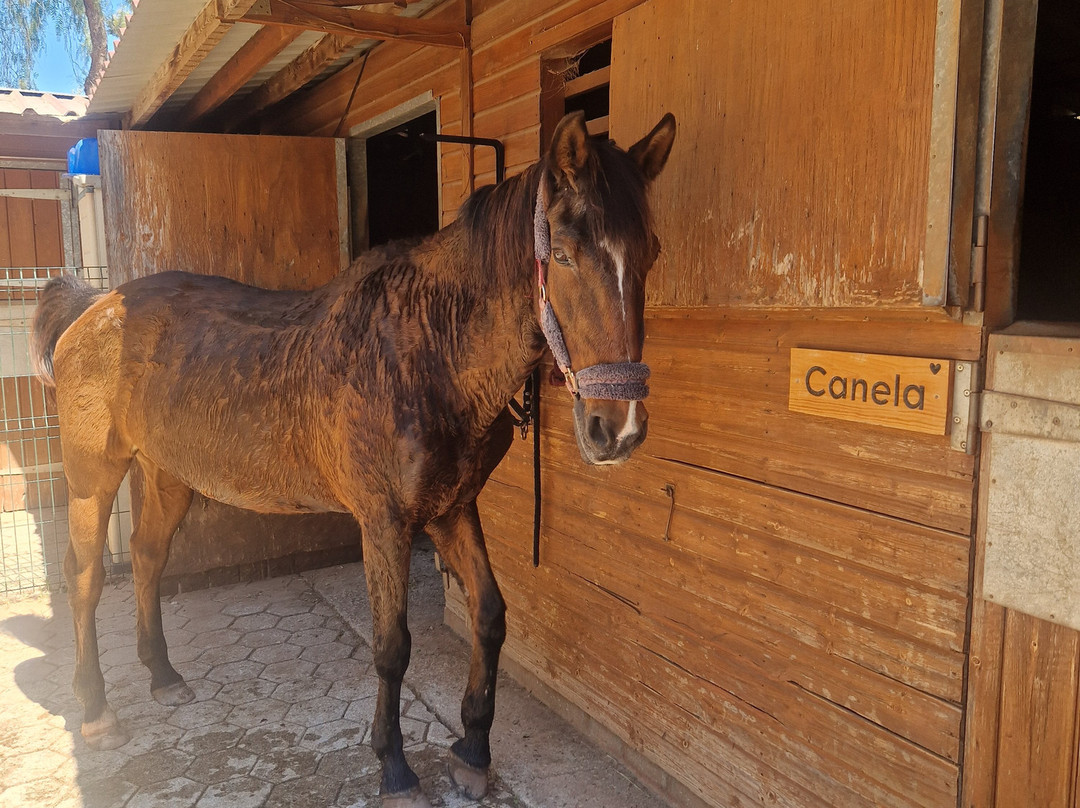 Country Riding Centre-Silves必去景点
