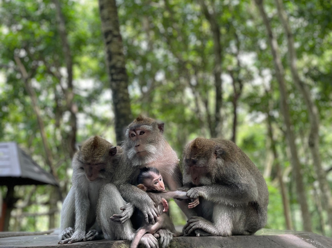 Bali Trekking Service-乌布必去景点