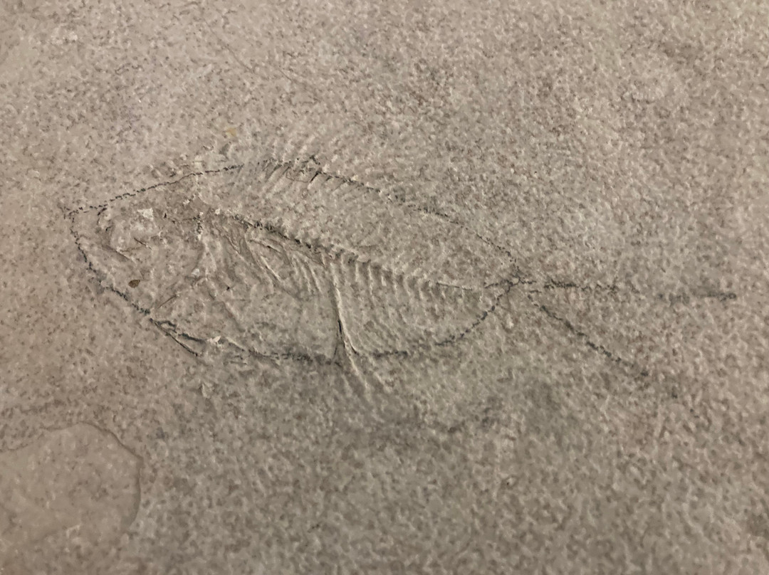 Ulrich's Fossil Gallery-Kemmerer必去景点