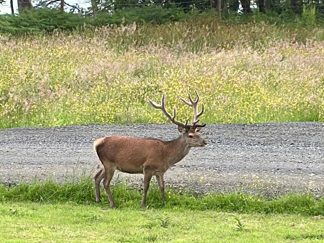 Achnacriche B&B主图