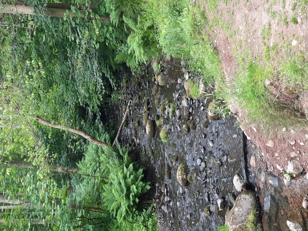 Dunnottar Woods-斯通黑文必去景点