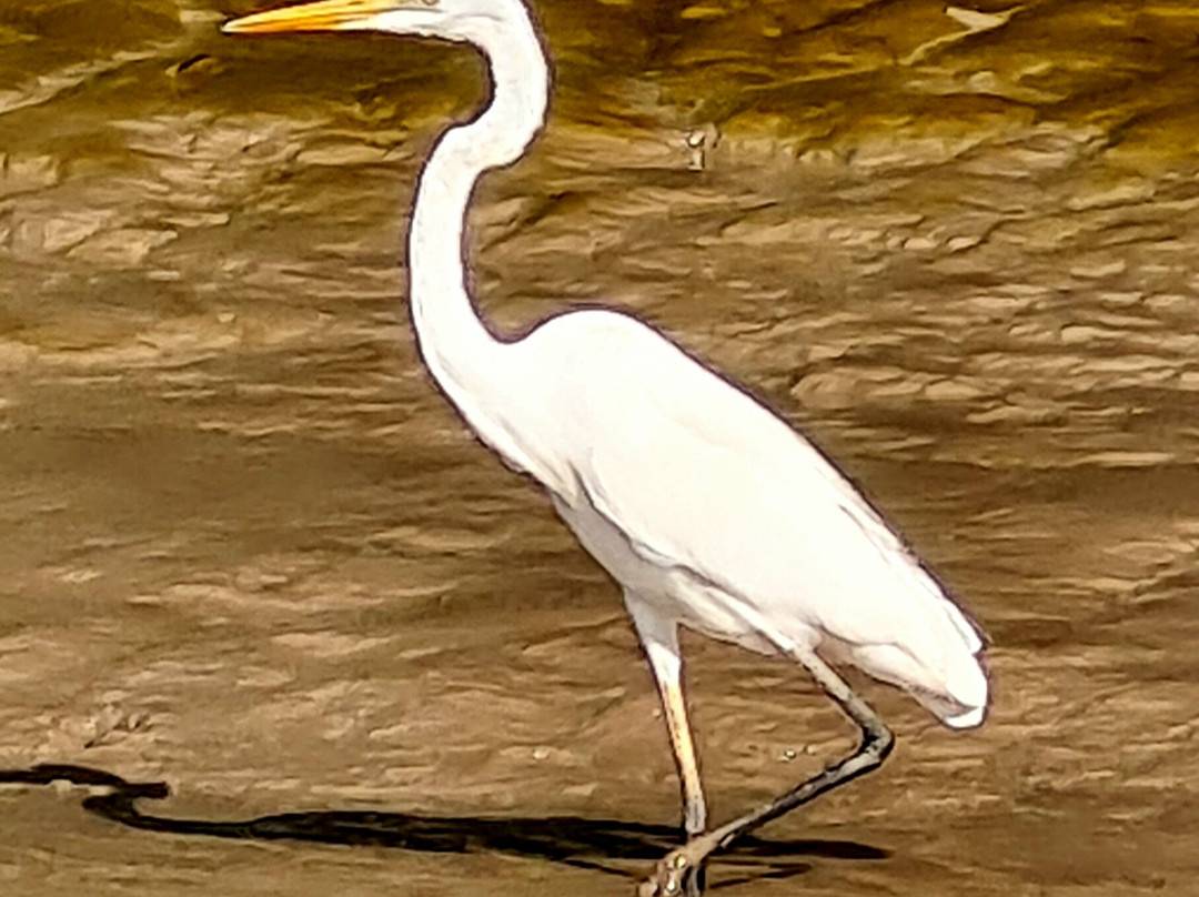 Adelaide River Tours-达尔文市必去景点