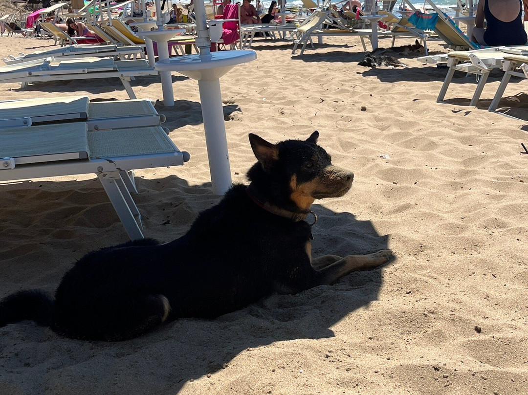 Dog Beach San Vincenzo景点图片