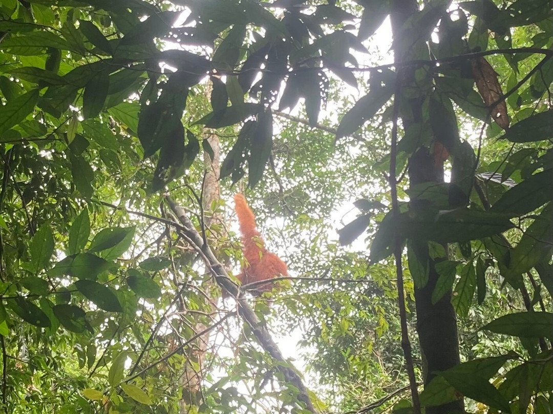 Local Jungle Trekking Guide-Ketambe必去景点