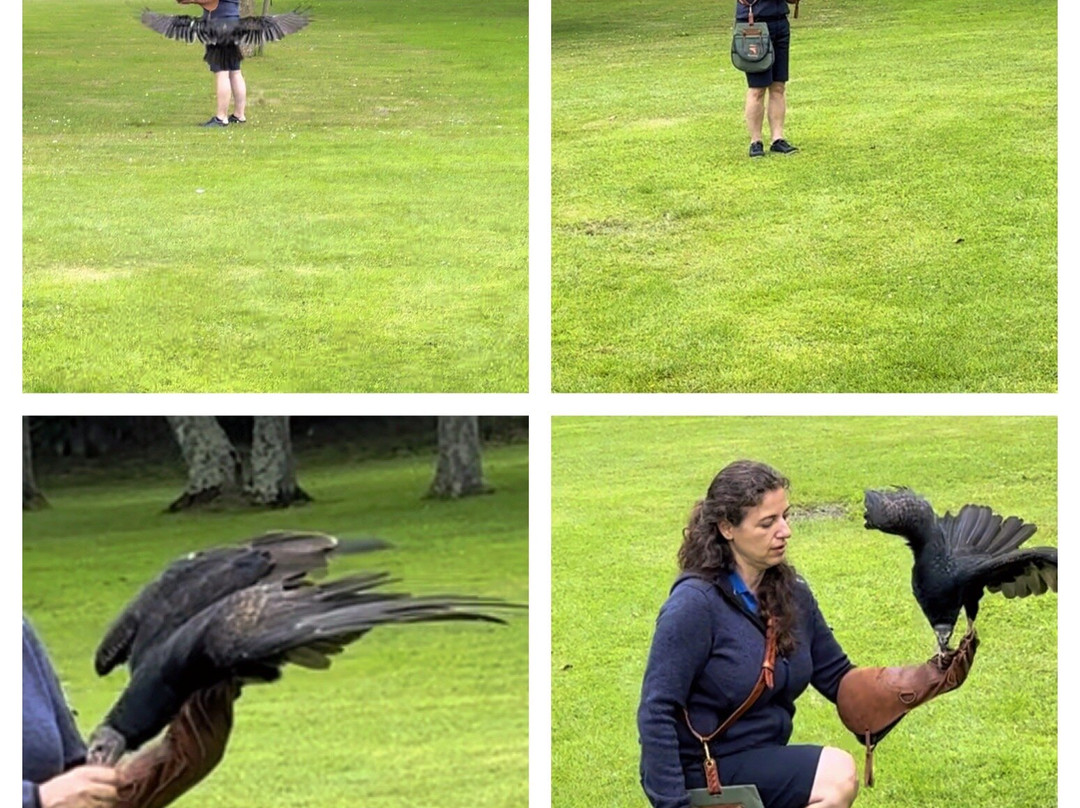 Jersey Falconry-St. John必去景点