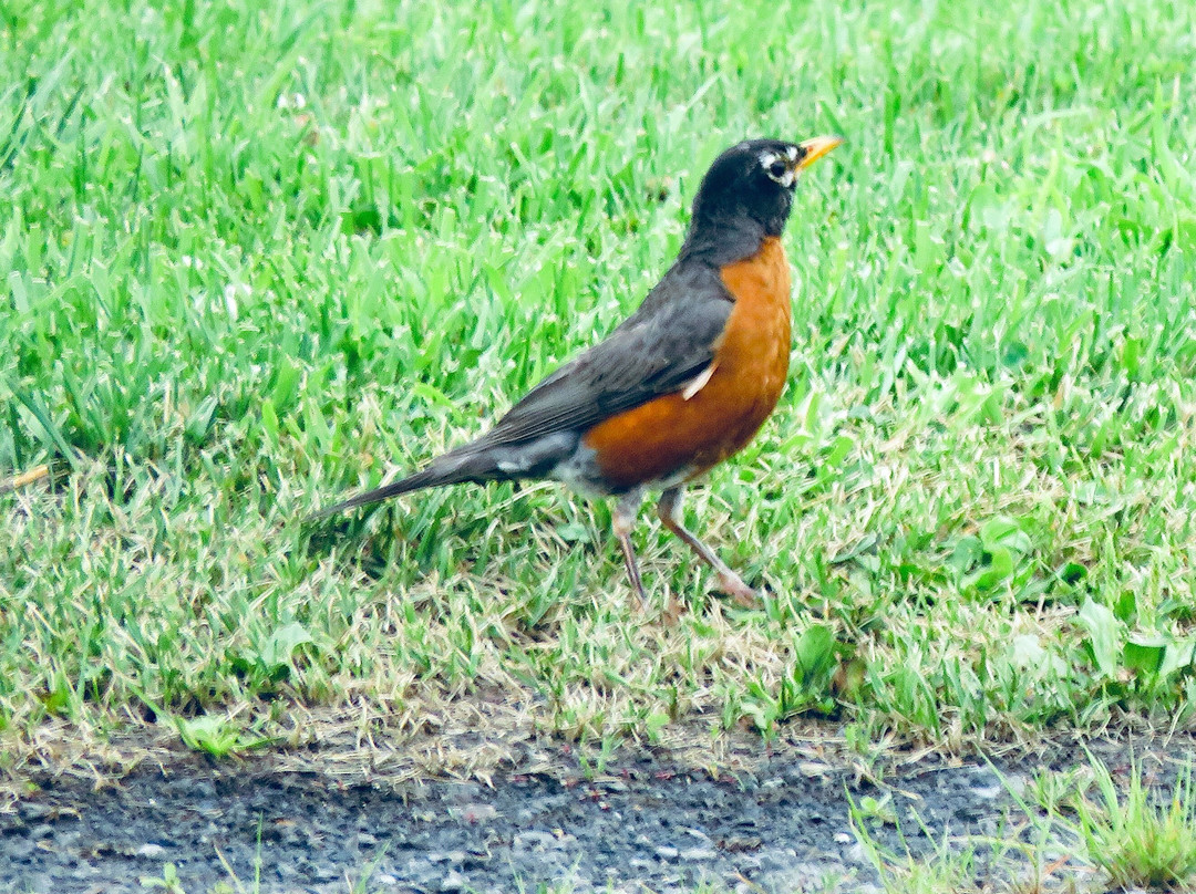 阿伦敦/怀特霍尔华美达酒店主图