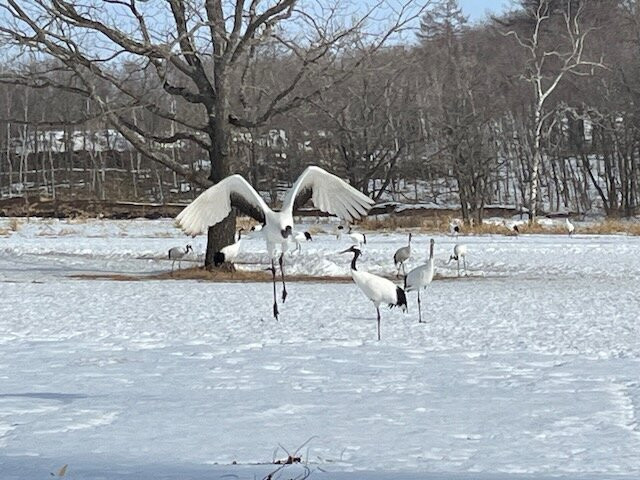 Tsurumidai-鹤居村必去景点
