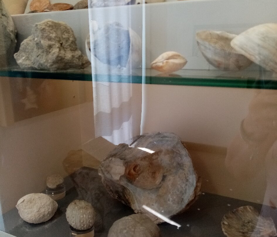 Museo Civico Antiquarium Comunale景点图片