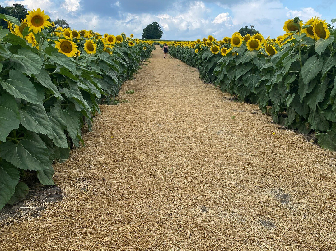 The Sunflower Farm景点图片